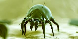 Hire a commercial cleaner to remove dust mite